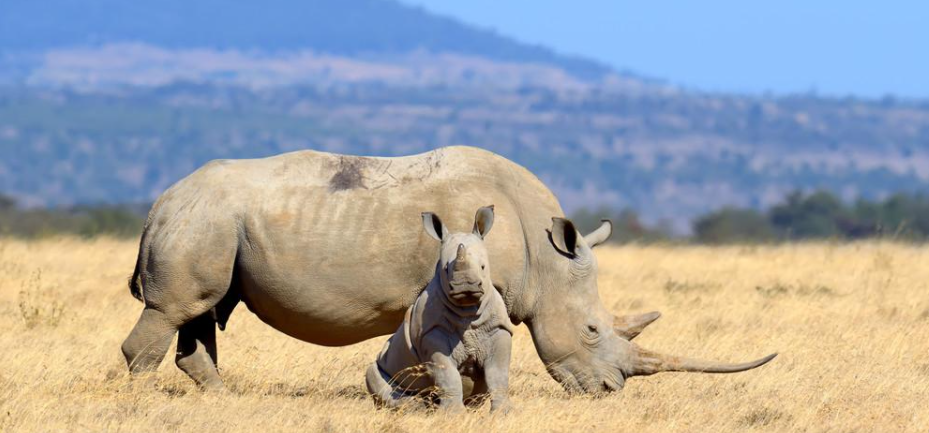 濟南12000W高功率激光切割機廠家：地球上僅存2隻北部白犀牛