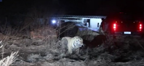 山東高功率金屬板材激光切割機：黑龍江被控製東北虎將被提取基因